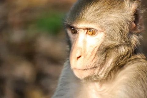 A Monkey 스톡 사진