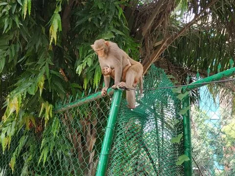 Monkey Stock Photos