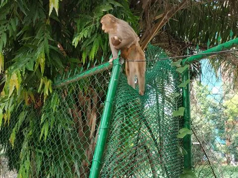 Monkey Stock Photos