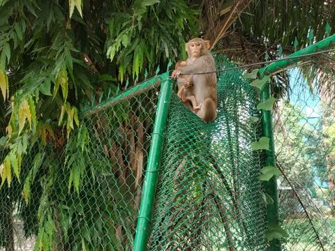 Monkey Stock Photos
