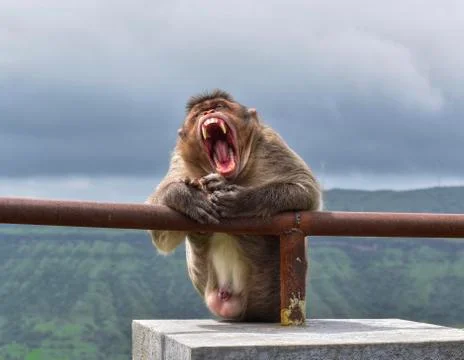 Monkey Stock Photos