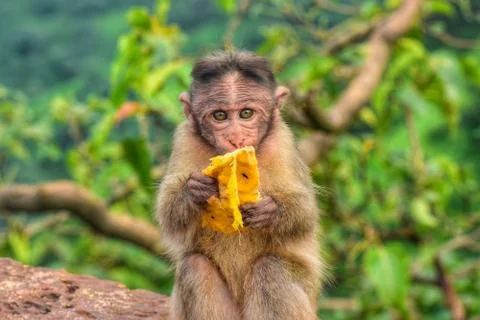 Monkey Stock Photos