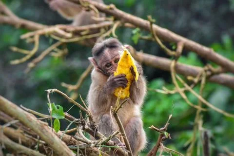 Monkey Stock Photos