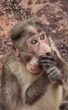 Monkey Stock Photos