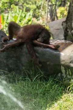 Monkey Stock Photos