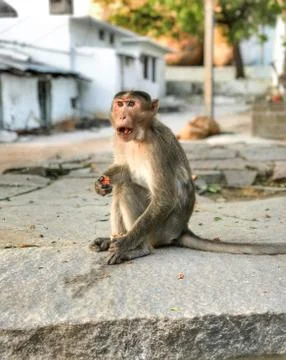 Monkey Stock Photos