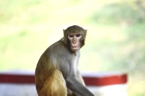 A Monkey Stock Photos