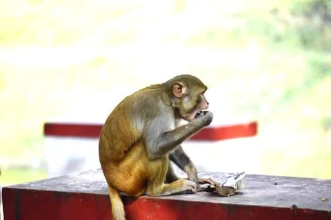 A Monkey Stock Photos