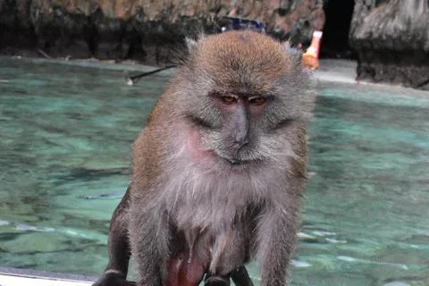 Monkey 库存照片