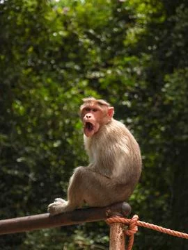 Monkey Stock Photos