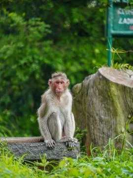 Monkey Stock Photos
