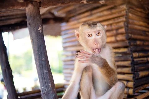 Monkey. Stock Photos