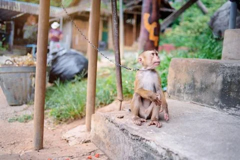 Monkey. Foto stock