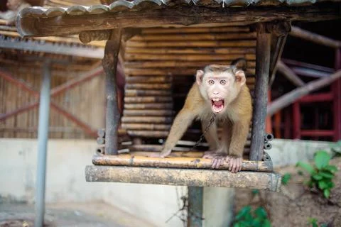 Monkey. Stock Photos