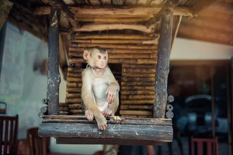 Monkey. Stock Photos