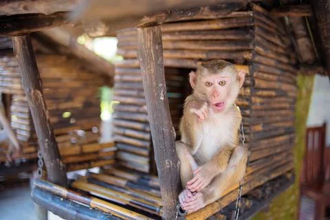 Monkey. Stock Photos