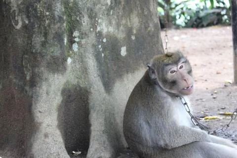 Monkey Foto stock