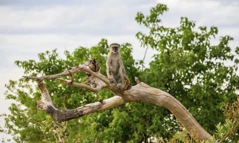 Monkey Stock Photos