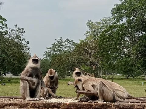 Monkey Stock Photos