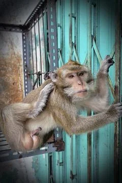 A monkey Stock Photos