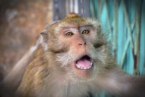 Monkey Stock Photos