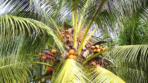 Monkey pick up a Coconut nut from a tree Stock Footage 32582815