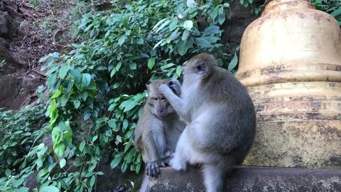 Monkey picking fleas off another Monkey 스톡 동영상 76941485