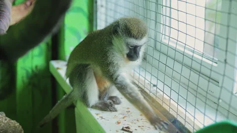 Monkey Picking Up Food on a Window Ledge in Slow Motion Stock Footage 348027585