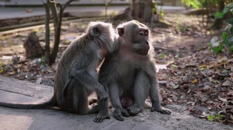 Monkey picking lice Stock Footage 56231968