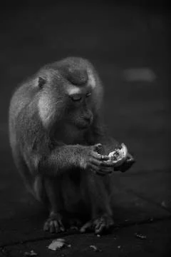 Monkey picky eating Stock Photos
