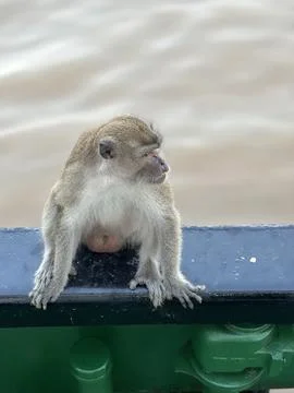 MONKEY PICT Stock Photos