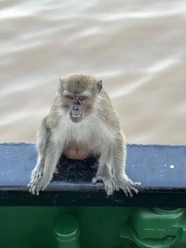 MONKEY PICT Stock Photos