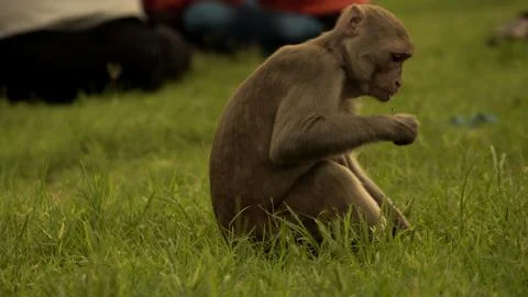 Monkey Picture Stock Photos