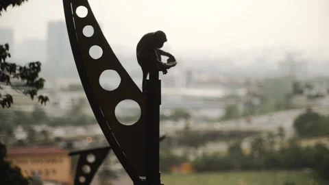 Monkey on a pillar against the background of the city of the Malaysia. Stock Footage 154160470