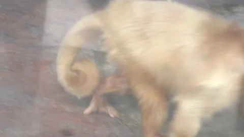 A monkey with pink face and fur walking in the Huachipa zoo at daytime in 4K Stock-Footage 158263089