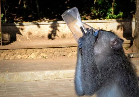 Monkey with a Plastic Cup Foto stock