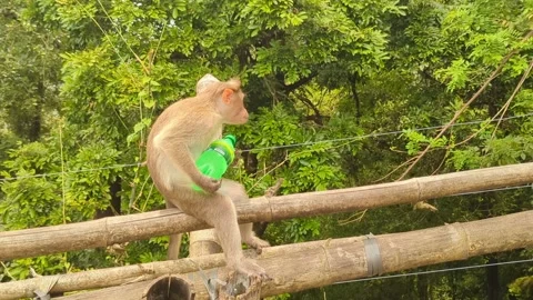 Monkey with a plastic soft drink bottle Stock Footage 218244625