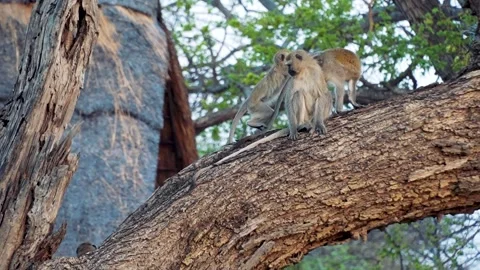 Monkey play Stock Footage 278980527