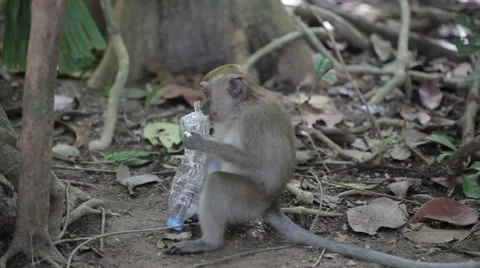 Monkey play with plastic bottle Stock Footage 49250346