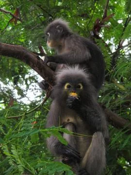 Monkey play relaxing Stock Photos
