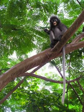Monkey play relaxing Stock Photos
