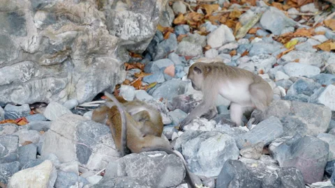 Monkey play together Stock Footage 152391340