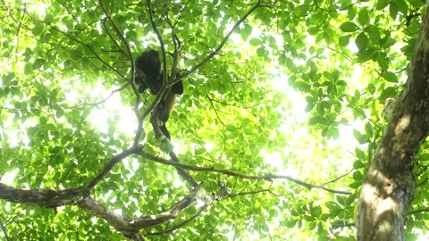 Monkey at Playa Venao Panama.  Stock Footage 207822209