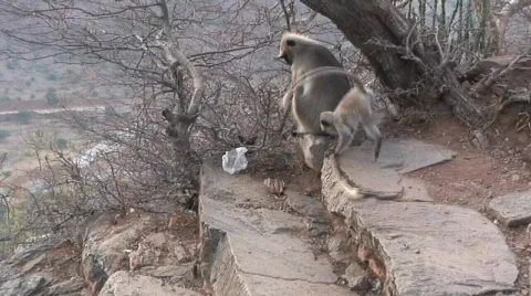 Monkey Playful Stock Footage 688161