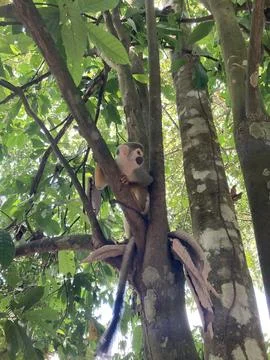 Monkey Playing in Amazon Jungle Tree Stock Photos