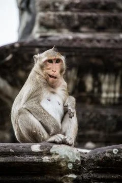 Monkey playing and having fun at Ankor Wat temple. Stock Photos
