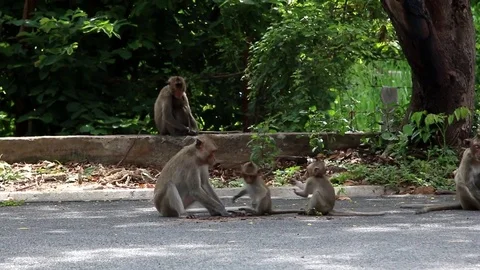 Monkey Playing and sitting under the tree Stock Footage 74835067