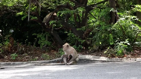 Monkey Playing and sitting under the tree Stock Footage 74835074