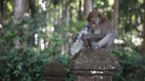 Monkey Playing Around With Water Bottle - Bali, Indonesia Stock-Footage 84291838