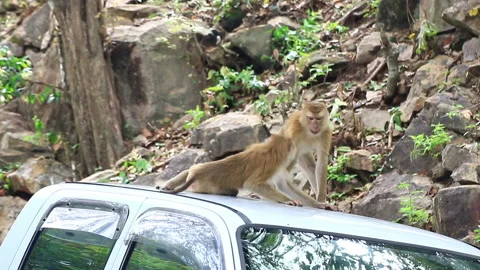 Monkey playing on the car. Stock Footage 64070211